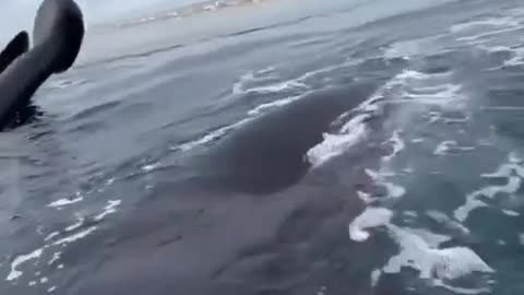 Natural movies animals