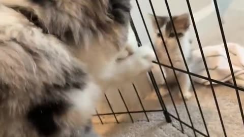 Dog and cat love of a friendship blossom 🌸