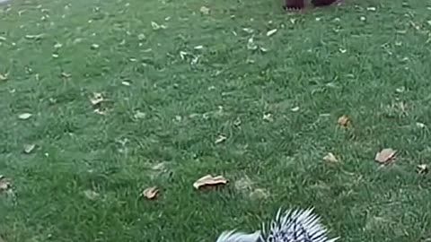 The porcupine attacked the bear