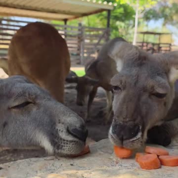 Kangaroo diaries only in Australia 🇦🇺