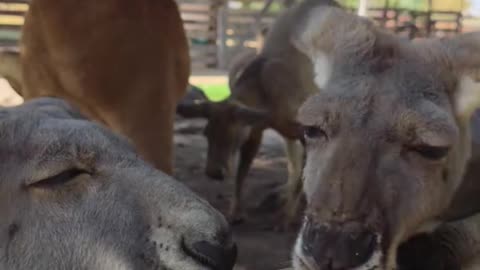 Kangaroo diaries only in Australia 🇦🇺