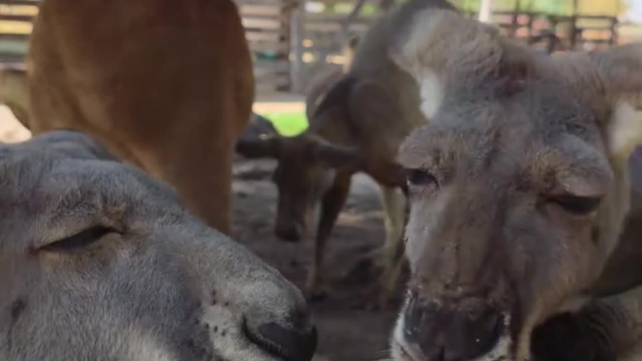 Kangaroo diaries only in Australia 🇦🇺