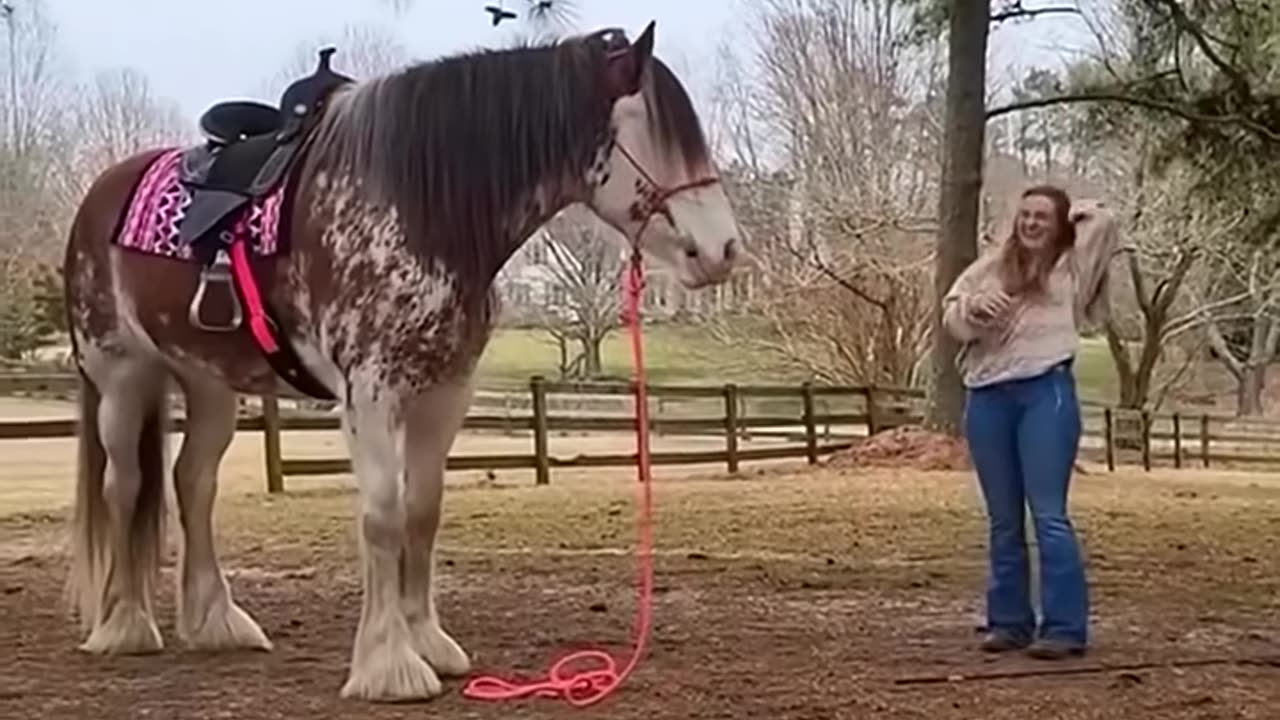 Funny horse๐๐