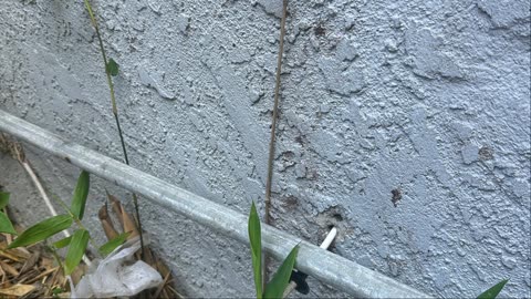 Live from Rumble Studio