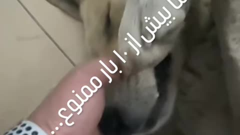 خوشگل ترین تنبیه دنیا