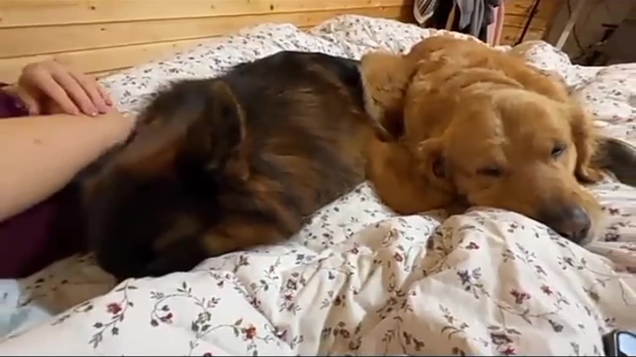 Cute Dogs