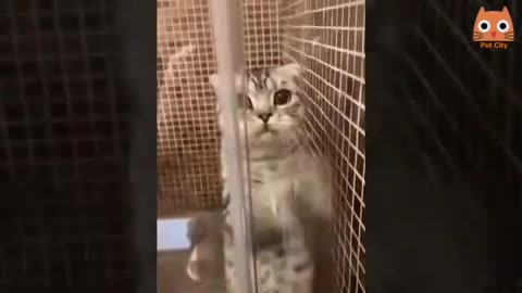 Katzen