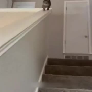 Cat hate stairs 😠
