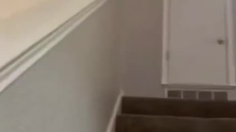 Cat hate stairs 😠