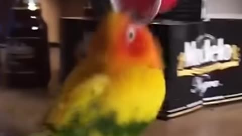 Best imitator - parrot🦜_funny _funniest pet moments _pets _shorts _parrot