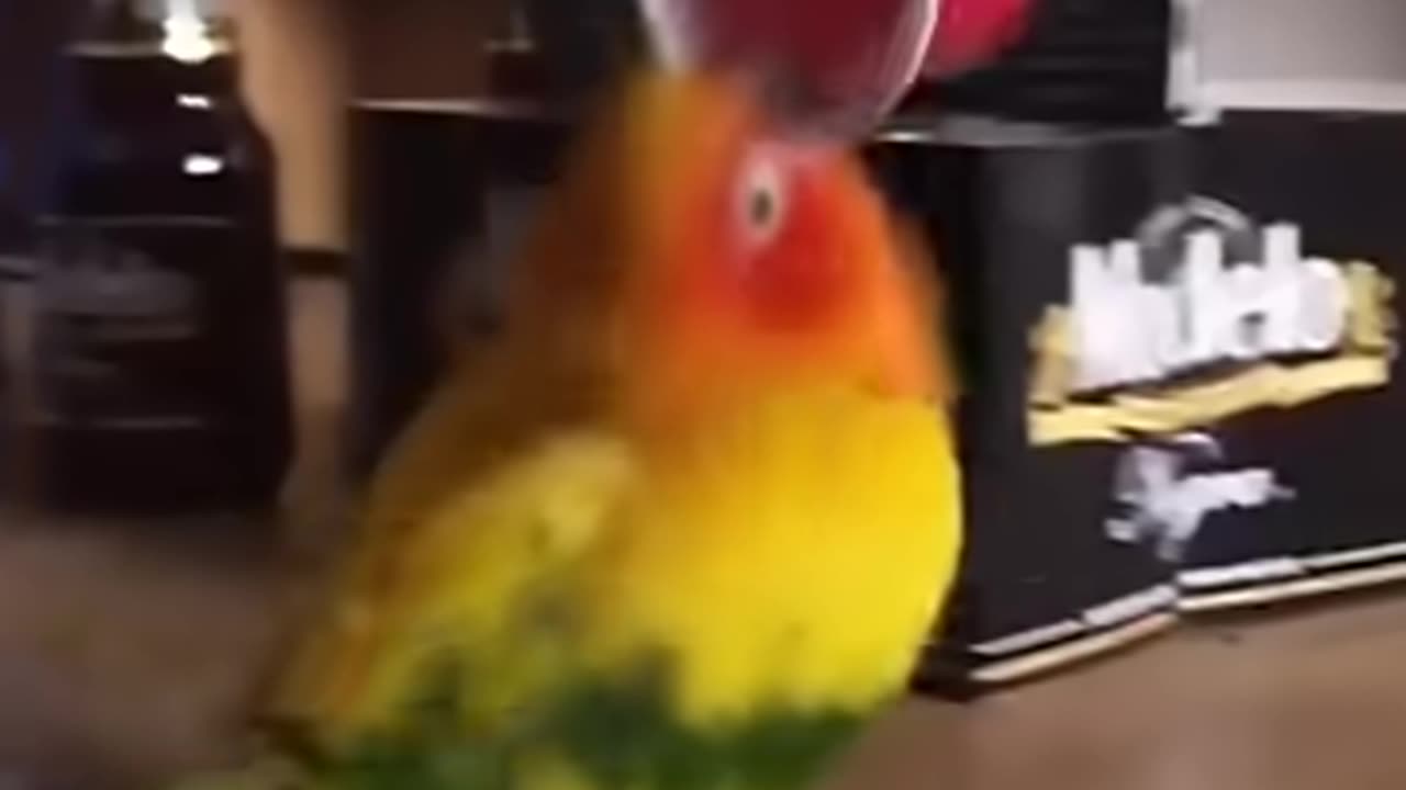 Best imitator - parrot🦜_funny _funniest pet moments _pets _shorts _parrot