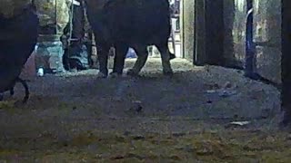 EA S193 - FOUND HER!