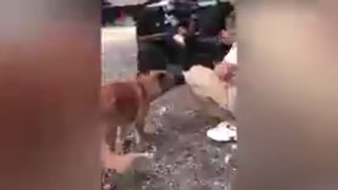 Funny Animals