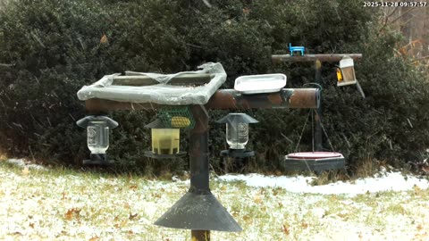 Bird Feeder in Western Maryland USA