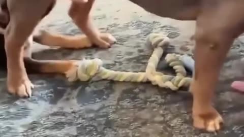Funny Animal Videos 😂🐾 | Cats, Dogs & All Animals Compilation 2025