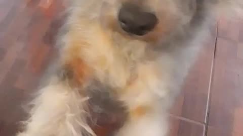 Última mañana del 2025 con la barra de peludos