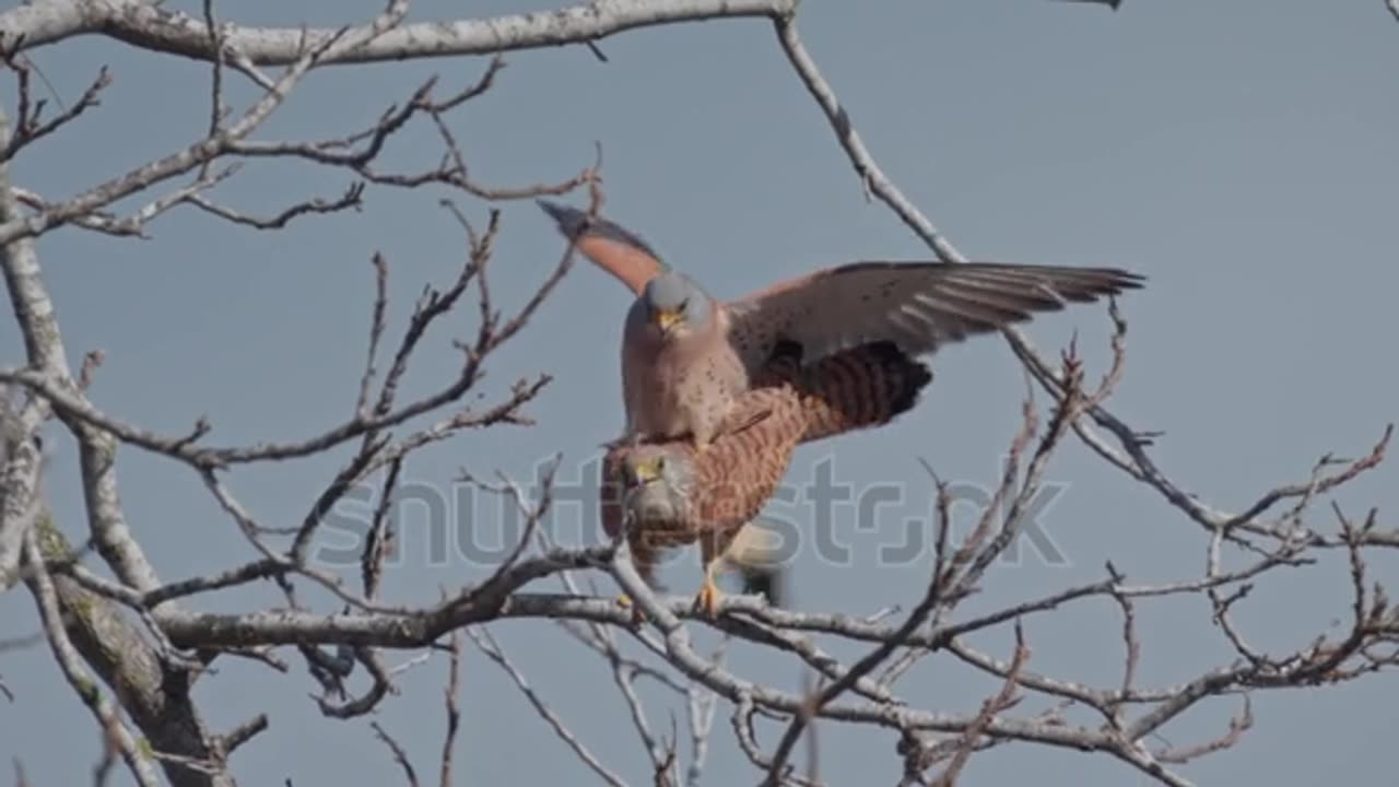 Lesser kestrel (Falco naumanni) pair mating on a tree