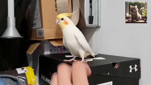 Funniest and crazy animals videos