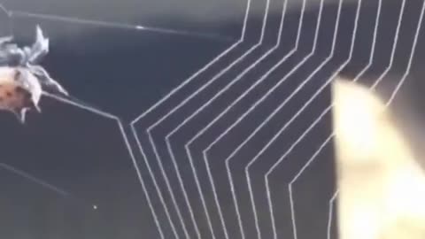 Spider: my eyes are the rulers 🕸️🥹