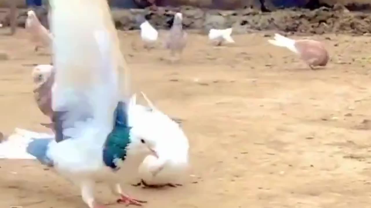 oh just a pigeon doing backflips, nothing else!