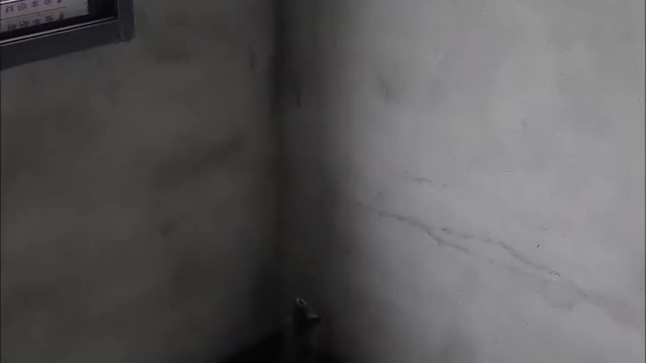 Bro never lies about her CV 🐭😂