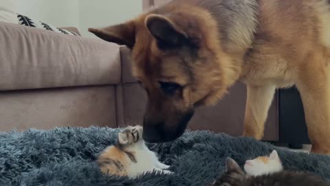 German Shepherd Shocked by Tiny Kittens occupying dog bed!