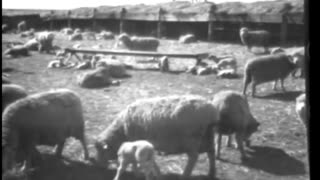 SHED LAMBING IN THE WEST - SHED LAMBING IN THE WEST - 33-308