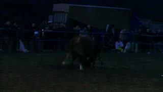 Medonja od Begića vs Lozonja od Čosića Zimča 2025