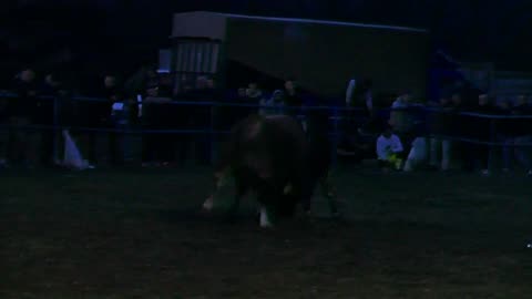 Medonja od Begića vs Lozonja od Čosića Zimča 2025