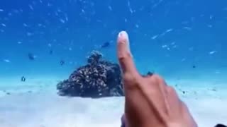 Sea Life Core