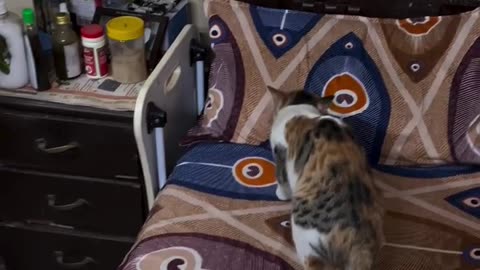 Cat Jumping With Her Kitten