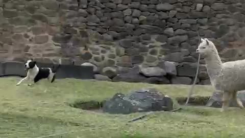 Dog Plays With Llamas In Peru