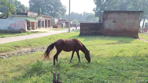 Shot of a horse in the village