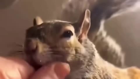 ❤️ Squirrel's Adorable Reaction