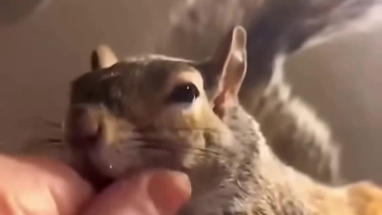 ❤️ Squirrel's Adorable Reaction