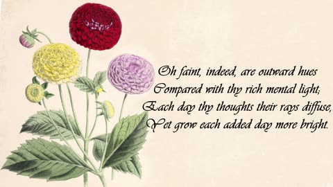Gilly Flower - The Language of Flowers