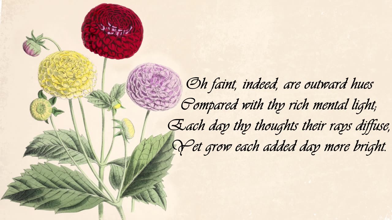 Gilly Flower - The Language of Flowers