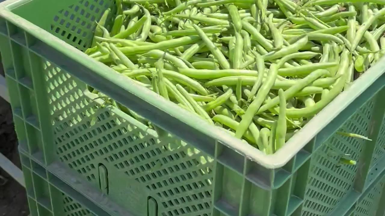 Green Beans Harvesting