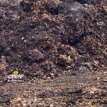 ALWAYS MESMERIZED BY THE STEAM!