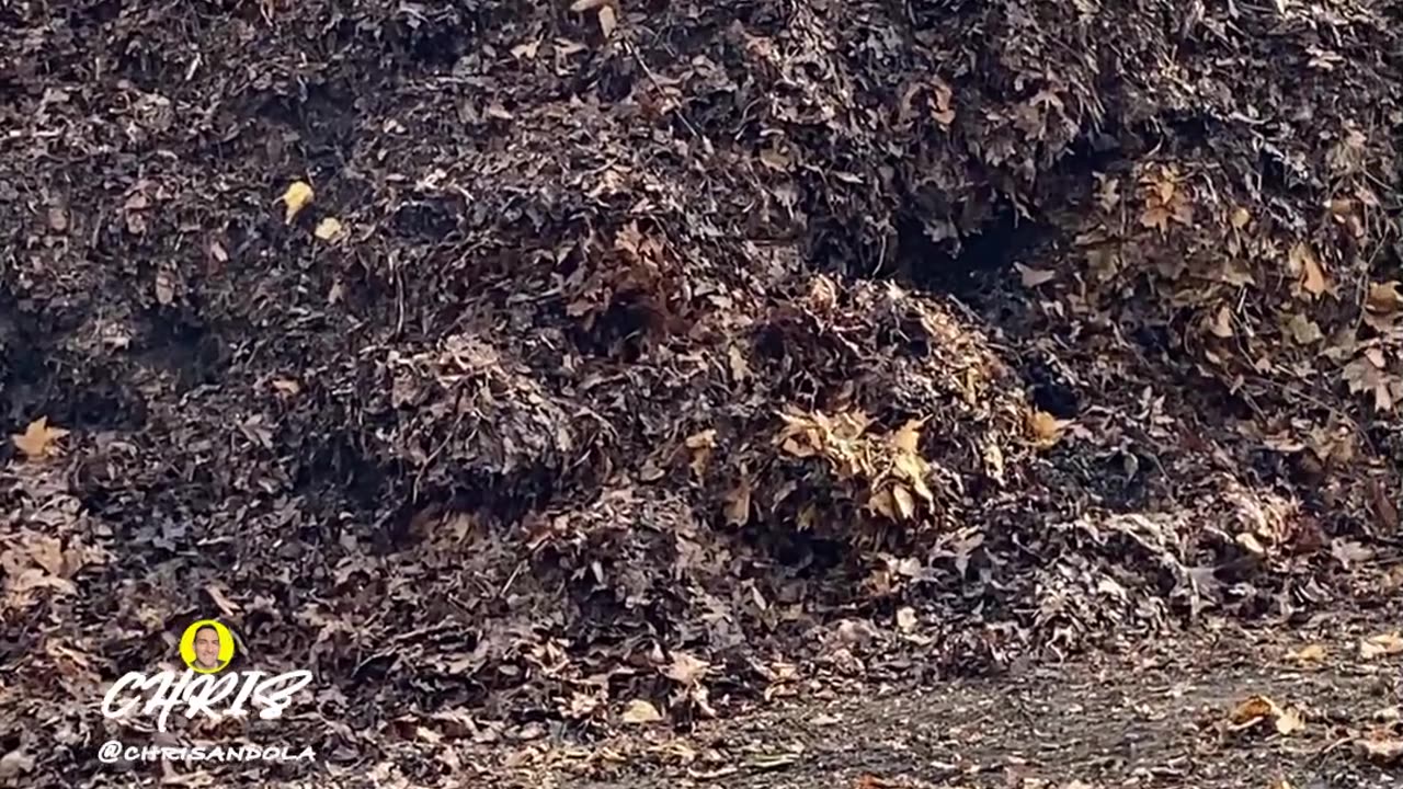 ALWAYS MESMERIZED BY THE STEAM!