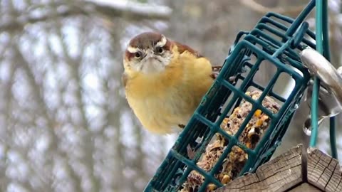 Wren