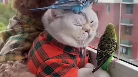 Watch it to the end