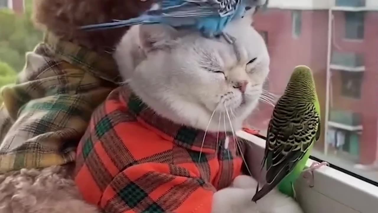 Watch it to the end