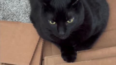 Cute Precious Piper is Helpful in the Office - Adopting a Cat from a Shelter Vlog #shorts
