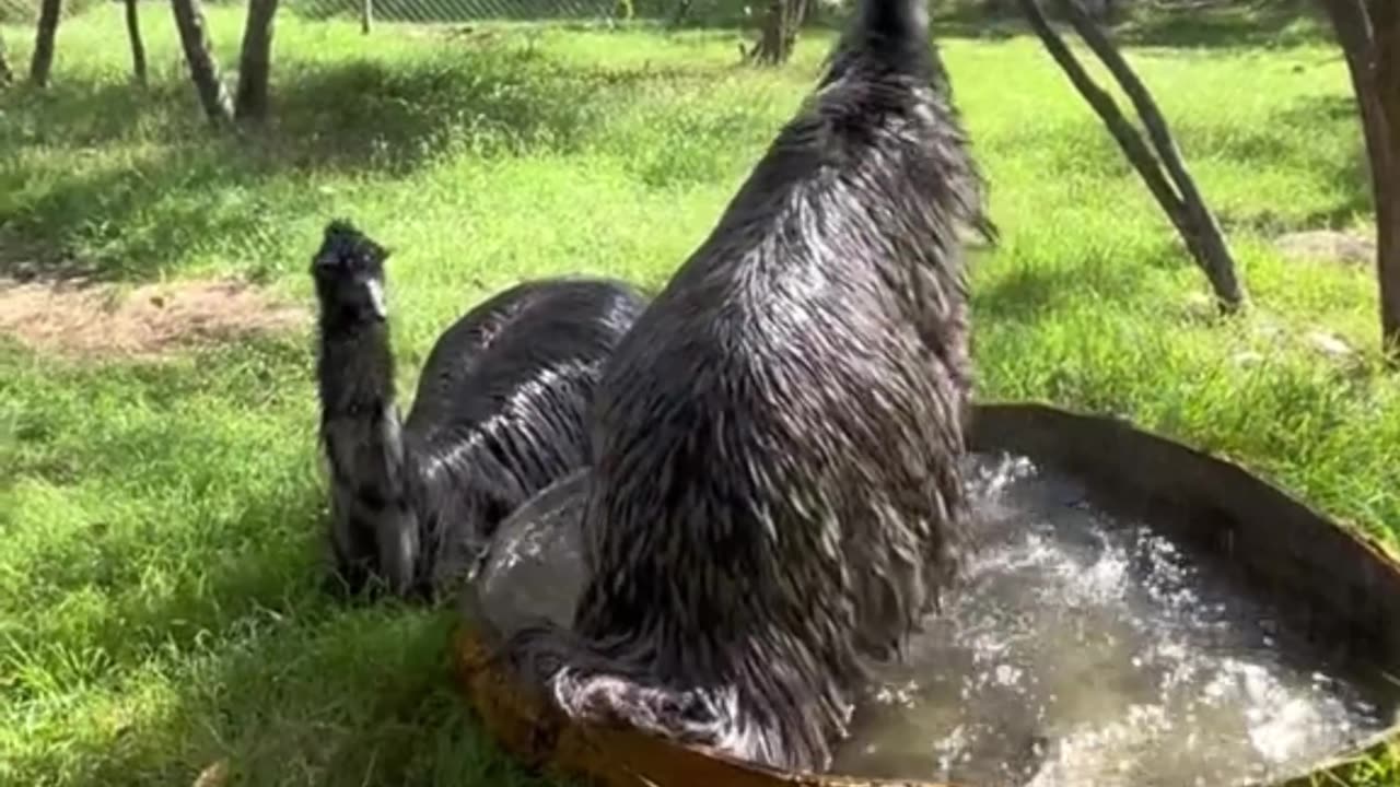 Australian pride 🇦🇺 the beautiful emu