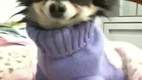 Smiley Bebe AKA The Smiling Chihuahua