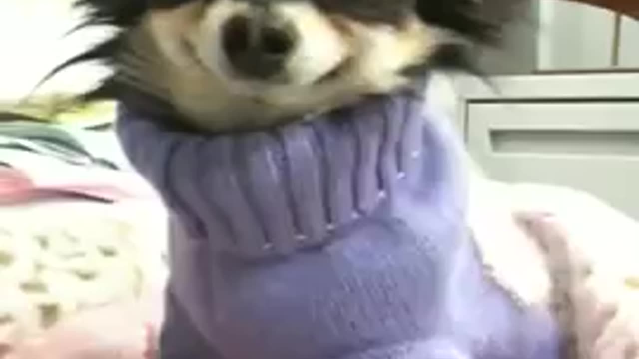 Smiley Bebe AKA The Smiling Chihuahua