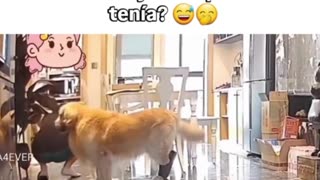 😂🐶 Firu: I also lost a flip flop! | FunFM