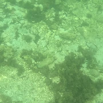 Any Day Snorkeling Is A Good Day!!