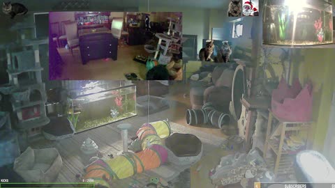 Wednesday Whiskers with The Cat Ranch Crew